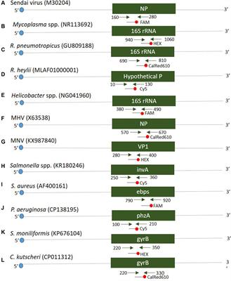 Performance of three multiplex real-time PCR assays for simultaneous detection of 12 infectious pathogens in mice affected with respiratory and digestive diseases